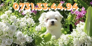 Bichon Maltese Talie Mica de vanzare cu Factura-Microcip-Carnet-Garantie- TRANSPORT GRATUIT LA TM - imagine 2