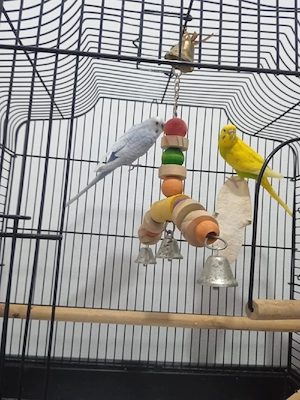 papagalii de vânzare  - imagine 3