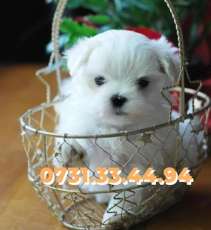 Bichon Maltese Talie Mica de vanzare cu Factura-Carnet-Microcip-Garantie-TRANSPORT GRATUIT LA IASI