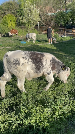 Vând vițea albastru belgian