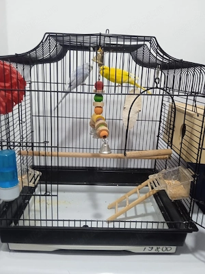 papagalii de vânzare  - imagine 2