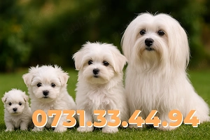 Bichon Maltese Talie Mica de vanzare cu Factura-Carnet-Microcip-Garantie-TRANSPORT GRATUIT LA IASI - imagine 3