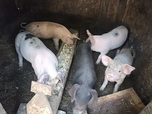 purcei de vânzare  - imagine 3