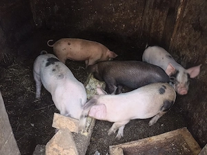 purcei de vânzare  - imagine 4