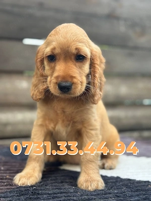 COCKER SPANIEL ENGLEZ de vanzare cu Factura-Carnet-Microcip-Garantie-Transport GRATUIT la BUCURESTI - imagine 2