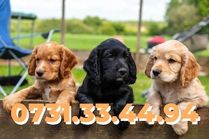 COCKER SPANIEL ENGLEZ de vanzare cu Factura-Carnet-Microcip-Garantie-Transport GRATUIT la BUCURESTI