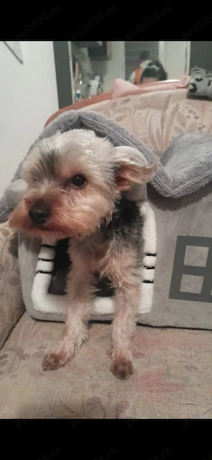 De vânzare Yorksshire Terrier Mini Toys