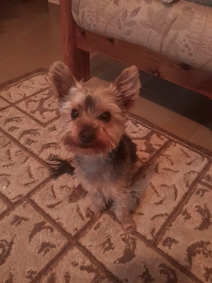 De vânzare Yorksshire Terrier Mini Toys - imagine 3