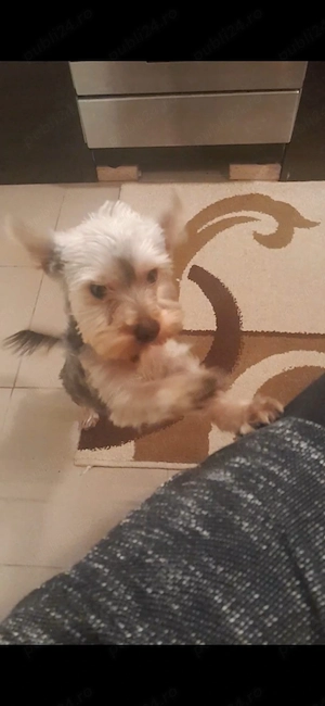 De vânzare Yorksshire Terrier Mini Toys - imagine 2