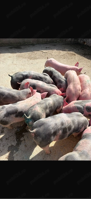 porci pietrani - imagine 3