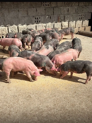 porci pietrani - imagine 2