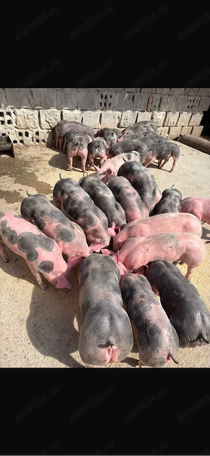 porci pietrani - imagine 4