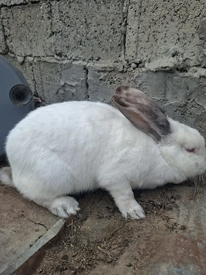 vând iepuroiacă gestantă - imagine 2