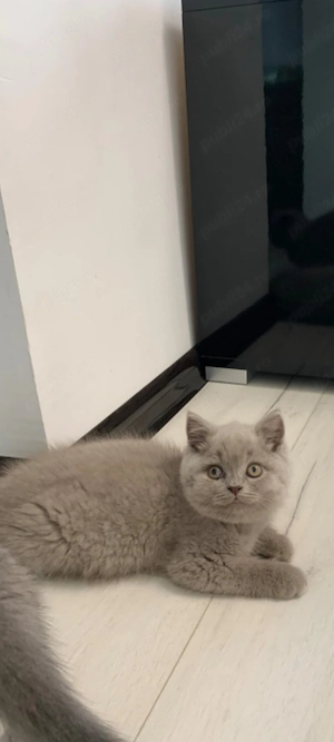 British Shorthair Lilac