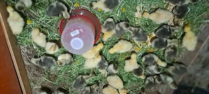 Boboci de gasca  - imagine 5