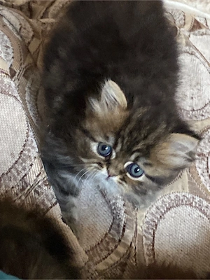 Persana fetita suoarba