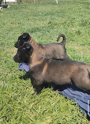 Căței Belgian Malinois 