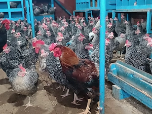 Gaini ouatoare 11 luni + cocosi | sanatoase, toate culorile | Igris, Timis - imagine 2