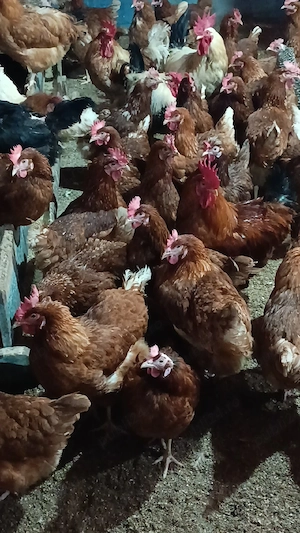 Gaini ouatoare 11 luni + cocosi | sanatoase, toate culorile | Igris, Timis - imagine 5