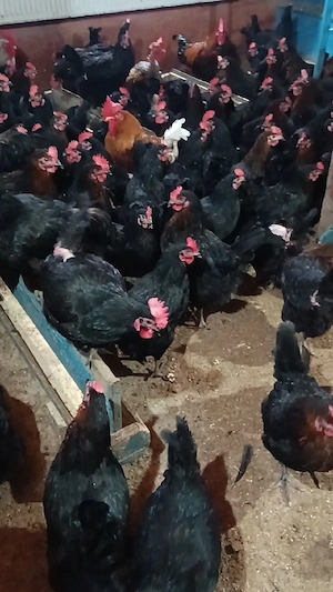 Gaini ouatoare 11 luni + cocosi | sanatoase, toate culorile | Igris, Timis - imagine 4