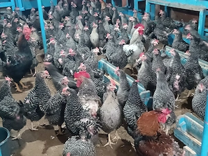 Gaini ouatoare 11 luni + cocosi | sanatoase, toate culorile | Igris, Timis - imagine 3