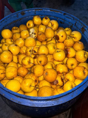 Pălinca de mere  - imagine 2