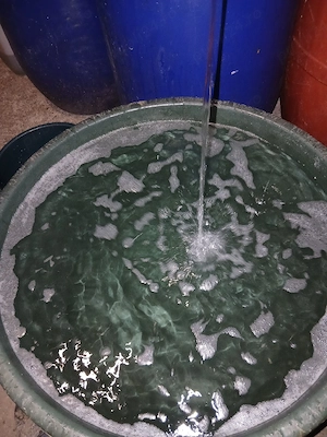 Pălinca de mere  - imagine 4