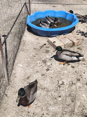 Rățoi salbatic - imagine 3