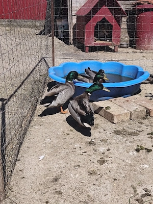 Rățoi salbatic - imagine 2