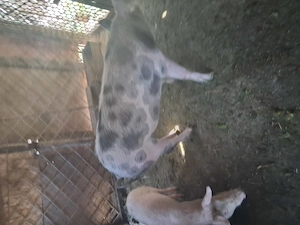 Vind purcea de 110 kg aproximativ,pret 1600 lei si porc  mai mic pret 800 lei - imagine 2