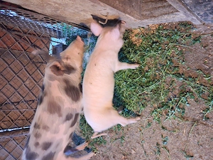 Vind purcea de 110 kg aproximativ,pret 1600 lei si porc  mai mic pret 800 lei - imagine 5