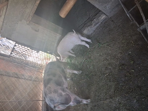 Vind purcea de 110 kg aproximativ,pret 1600 lei si porc  mai mic pret 800 lei