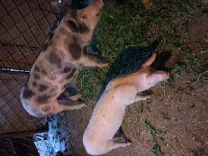 Vind purcea de 110 kg aproximativ,pret 1600 lei si porc  mai mic pret 800 lei - imagine 4