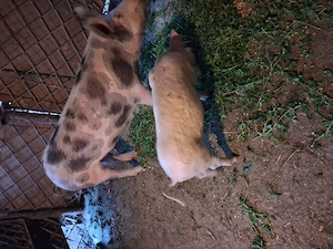 Vind purcea de 110 kg aproximativ,pret 1600 lei si porc  mai mic pret 800 lei - imagine 3