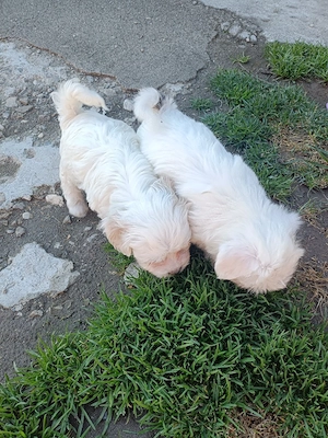 Vând pui Bichon  - imagine 4