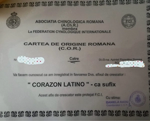 ciobanesti belgieni - malinois  - imagine 3