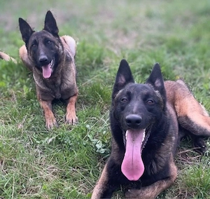 ciobanesti belgieni - malinois  - imagine 2