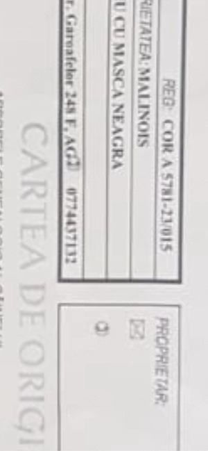 ciobanesti belgieni - malinois  - imagine 4