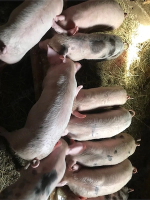 Vând purcei  - imagine 2