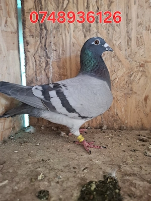 Porumbei voiajori inelați