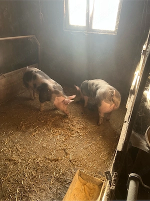 de vinzare 2 scrofite pietrean 80-90 kg - imagine 2