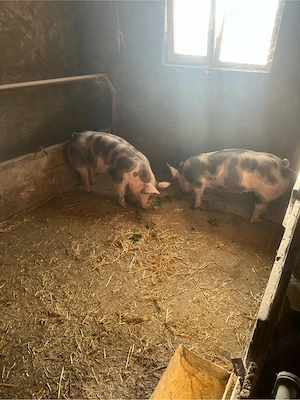 de vinzare 2 scrofite pietrean 80-90 kg - imagine 3