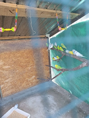 vand perusi - imagine 2