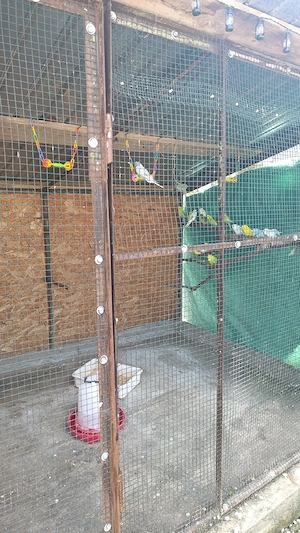 vand perusi - imagine 4