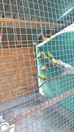 vand perusi - imagine 3