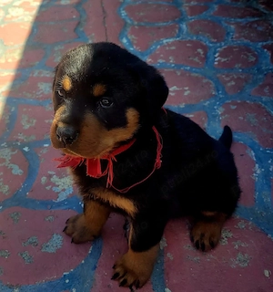 pui rottweiler 