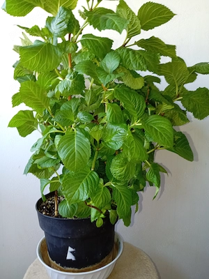 Hortensie  de grădină