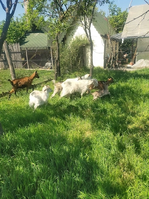 vând capre - imagine 2