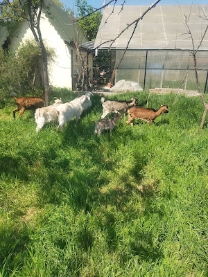 vând capre - imagine 3