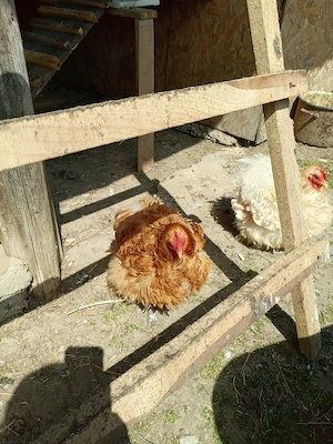 oua incubat cochinchina pitic - imagine 3